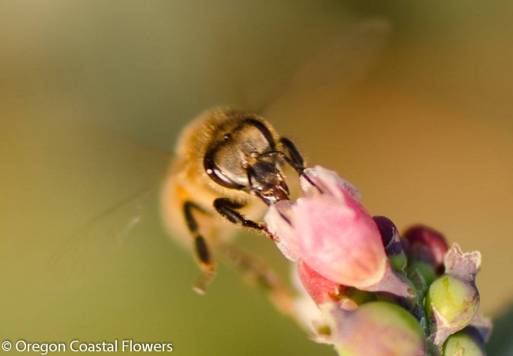 Bee pollination of specialty cut flowers