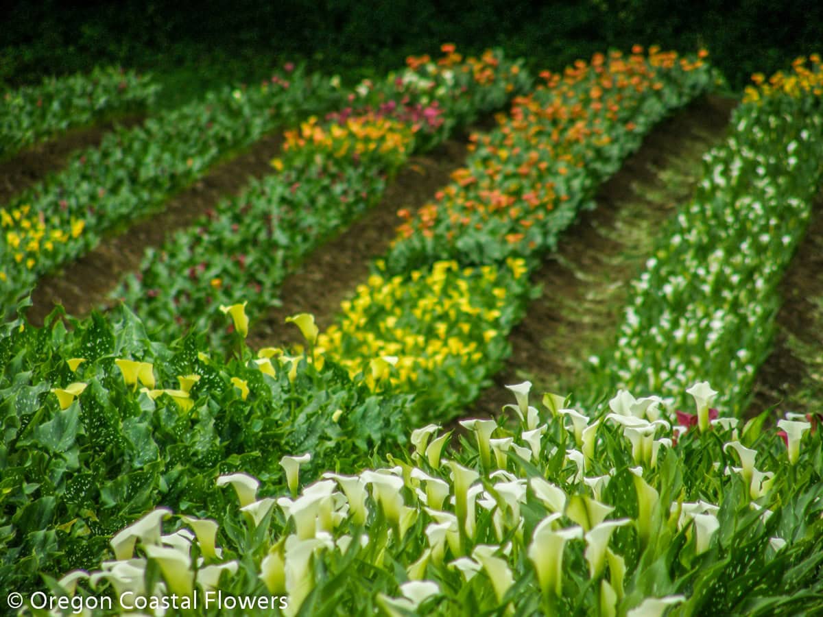 wholesale calla lily flowers