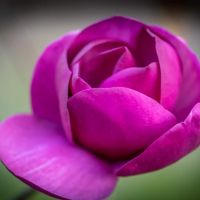 Flowering Branches Program Preview