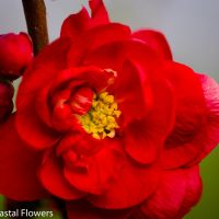 quince-flowering-branches-wholesale