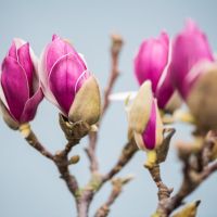 tulip-magnolia-flowering-branches-wholesale