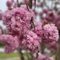 cherry-flowering-branches-wholesale-april