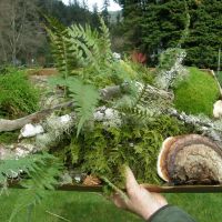 Oregon Green Moss Wholesale | Forest Droppings & Willow