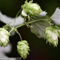 Hop Vines & Hydrangea Wholesale | July Availability