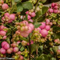 Specialty Cut Flowers Wholesale | Snowberries & Montbretia &mdash; September