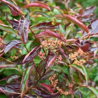 Viburnum Berries Wholesale + Hypericum + Nandina | Antique Hydrangea &mdash; September