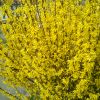 Flowering Forsythia Branches