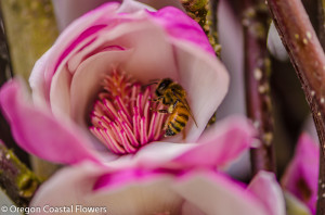 Fresh Tulip Magnolia Blossom
