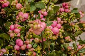 9.03.18 Pink, White, & Green Snowberries