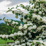 Popcorn Viburnum