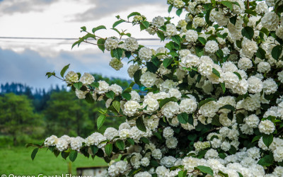 Popcorn Viburnum Specialty Cut Flowers
