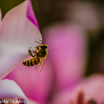 Seasonal Tulip Magnolia Blossoms