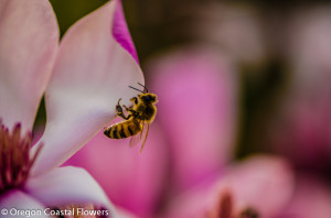 3.02.22 Flowering Tulip Magnolia Lavender, Yellow, White, and Dark Purple Magnolia Flowers.