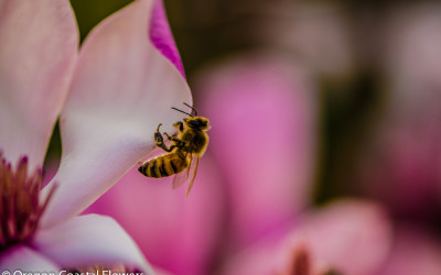 3.02.22 Flowering Tulip Magnolia Lavender, Yellow, White, and Dark Purple Magnolia Flowers.