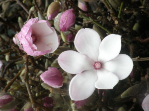 Blooming Cut Tulip Magnolia Branches