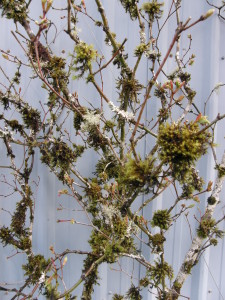 Mossy Vine Maple Filigree