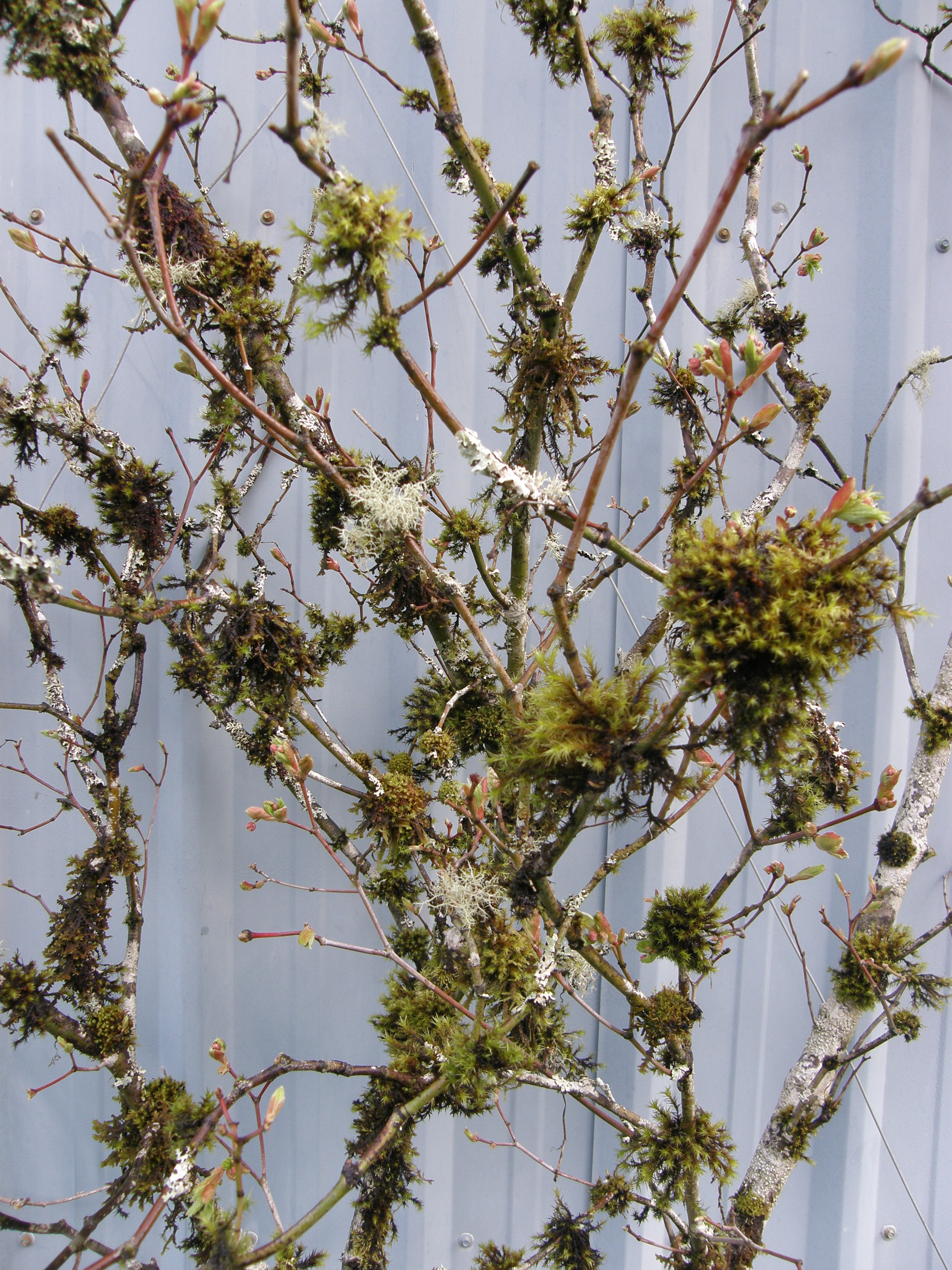 Blooming Mossy Vine Maple