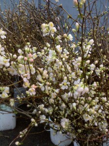 Blooming White Quince Branches