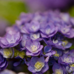 Double Blooming Purple Hydrangea