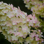 Fresh Pee Gee Hydrangeas