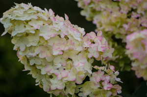 9.21.20 Pee Gee Hydrangeas freshly harvested from the Hydrangea Ranch