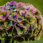 Jewel Tone Antique Hydrangea Flowers