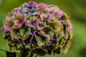 Jewel Tone Antique Hydrangea Flowers