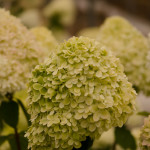 Lime Green Hydrangea Wedding Flowers