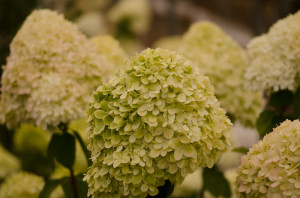 Antique Limelight Hydrangea