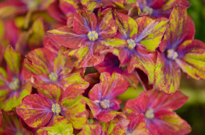 Antique Pistachio Hydrangea