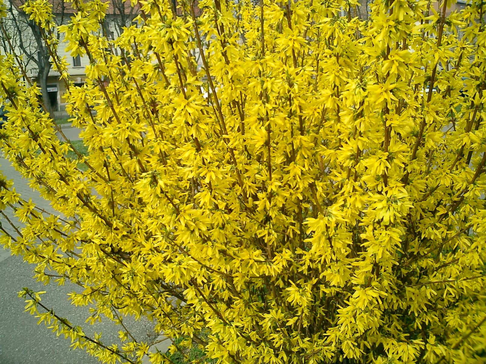 1.15.21 Chinese New Year Forsythia 2021