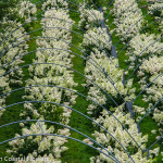 American Family Farm Pee Gee Hydrangea