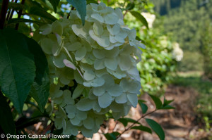 American Grown Pee Gee Hydrangea
