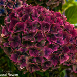 Burgundy Antique Hydrangea Flowers