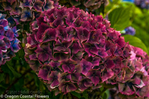 Burgundy Antique Hydrangea Flowers