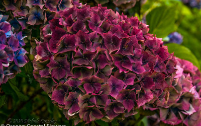 Burgundy Antique Hydrangea Flowers