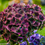 Antique Burgundy Wedding Hydrangea Flowers