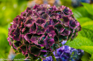 Beautiful and Unique Hydrangeas