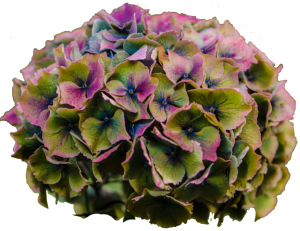 Antique Hydrangea