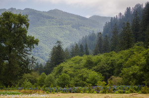 Beautiful Hydrangea Naturally Produced on the Oregon Coast