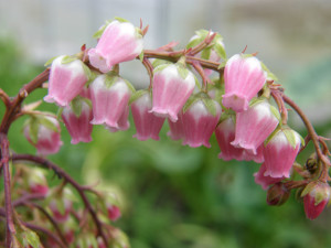 Pieris japonia specialty cut flower branches Oregon Coast.
