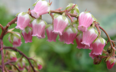 Pieris japonia specialty cut flower branches Oregon Coast.