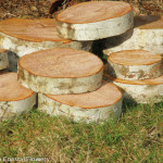 Birch Display Rounds