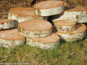 Birch Display Rounds