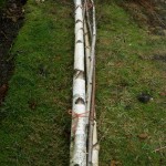 Birch Poles