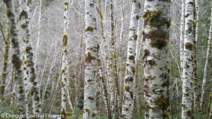 White Birch Poles