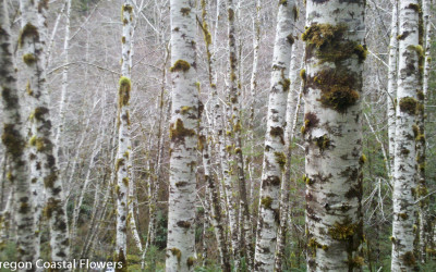 White Birch Poles