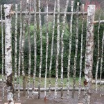 Birch Wood Fence