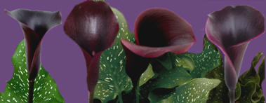 black calla lily