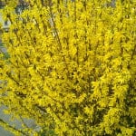 Blooming Forsythia Branches